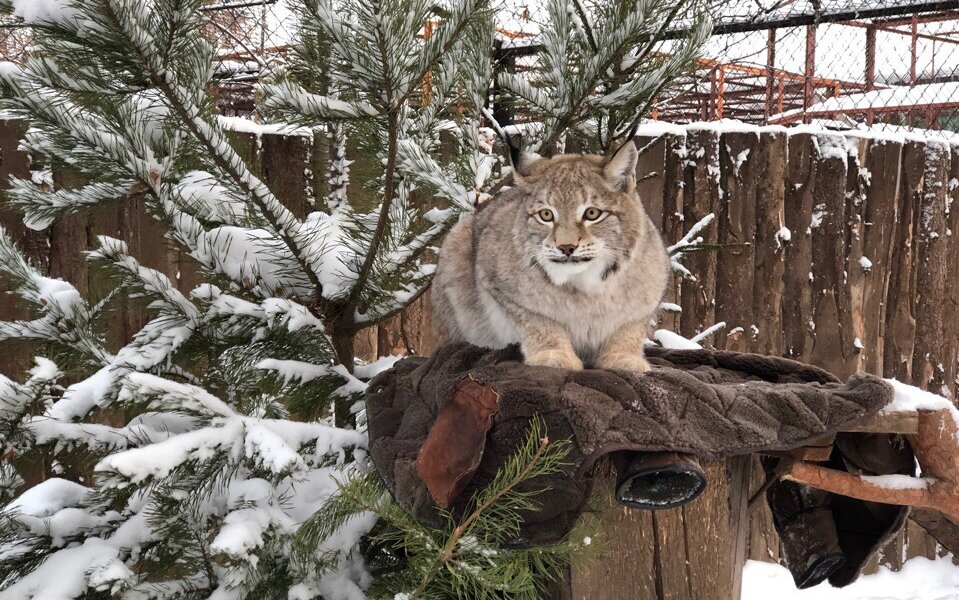 Пермский зоопарк запустил продажу билетов по Пушкинской карте