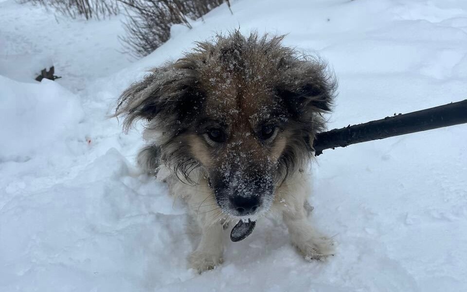 В Кунгуре спасатели вытащили собаку с тонкого льда
