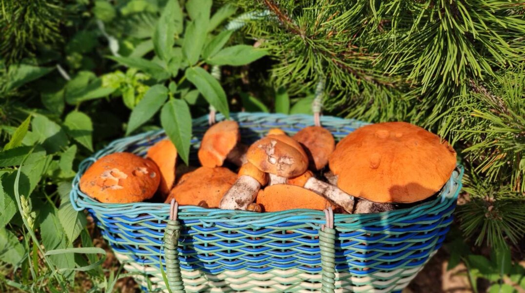 Названы самые грибные районы Пермского края в 2023 году