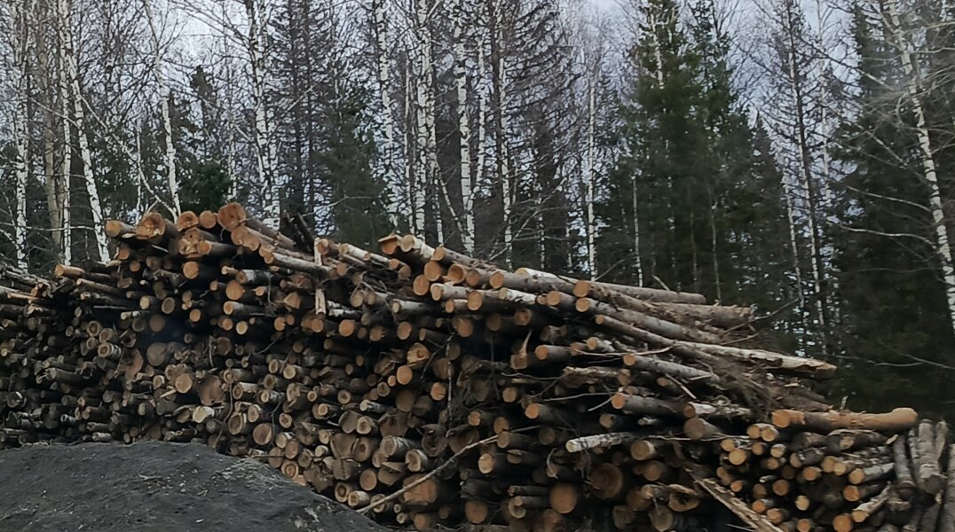 Прикамца будут судить за крупную контрабанду лесоматериалов