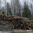 В Пермскую таможню передали уголовное дело о контрабанде леса