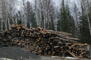 В Пермскую таможню передали уголовное дело о контрабанде леса