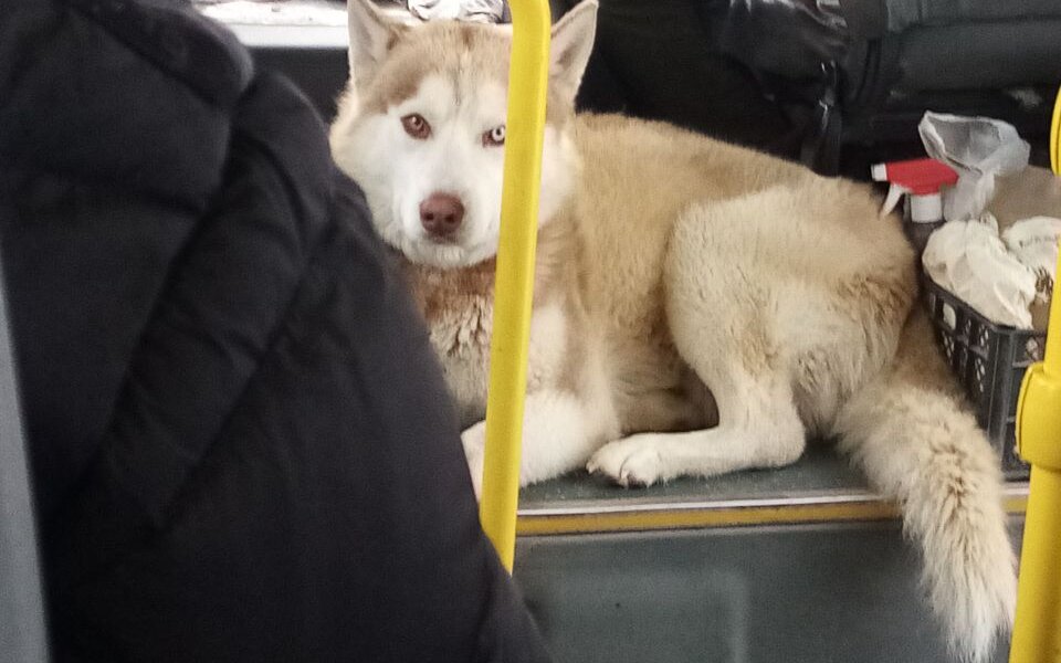 Под Пермью одинокий хаски зашел в междугородний автобус и доехал до «конечной». Видео