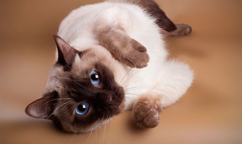 В Перми пройдет большая выставка котиков из приюта