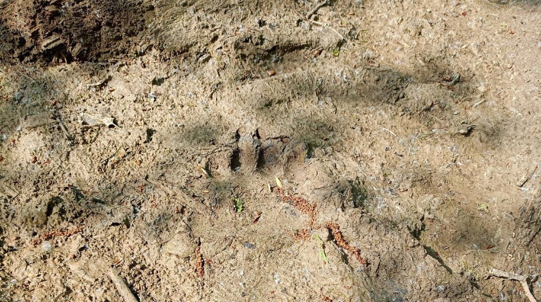 В Минприроды Прикамья приняли более 300 заявок на добычу медведей