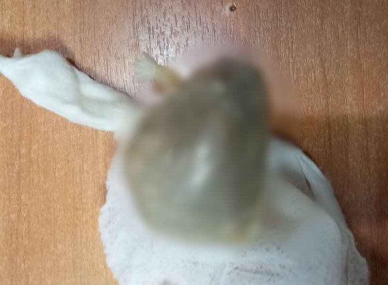 Пермячка в себе пронесла мефедрон мужу в колонию и сама получила девять лет тюрьмы