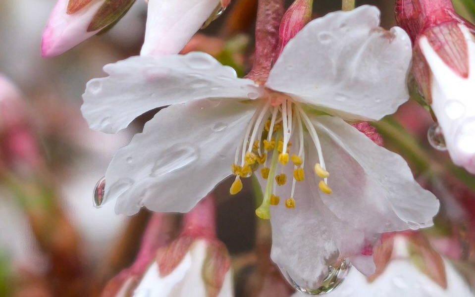 В Ботсаду пермского университета начала цвести сакура