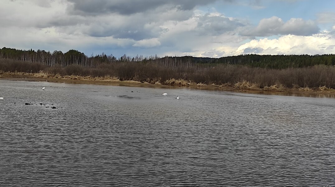 Уровень воды на пермских реках Колве и Вишере начал расти