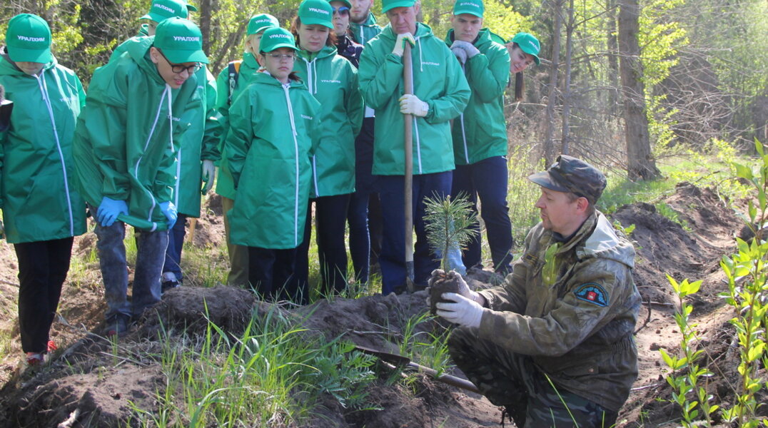В Перми в Черняевском лесу высадили 300 кедров