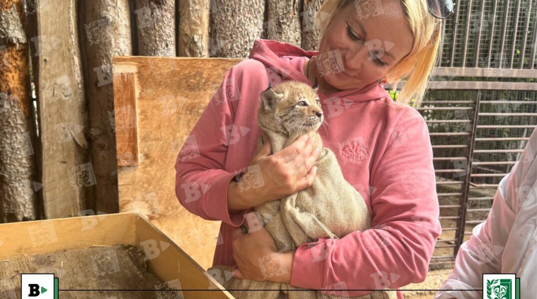 У рысей пермского зоопарка родилось три котенка