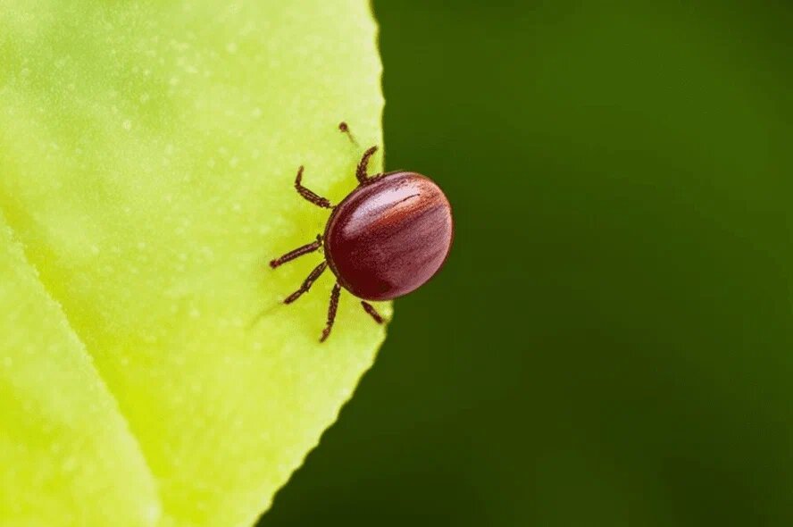 За неделю в Пермском крае зарегистрировали почти 2 тысячи случаев укусов людей клещами