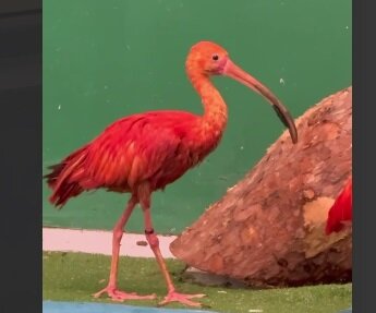 В Пермском зоопарке появились красные ибисы