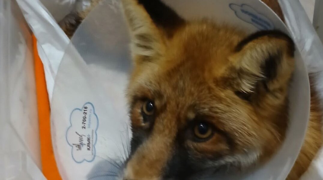 В Чусовском округе спасли сбитую машиной лису