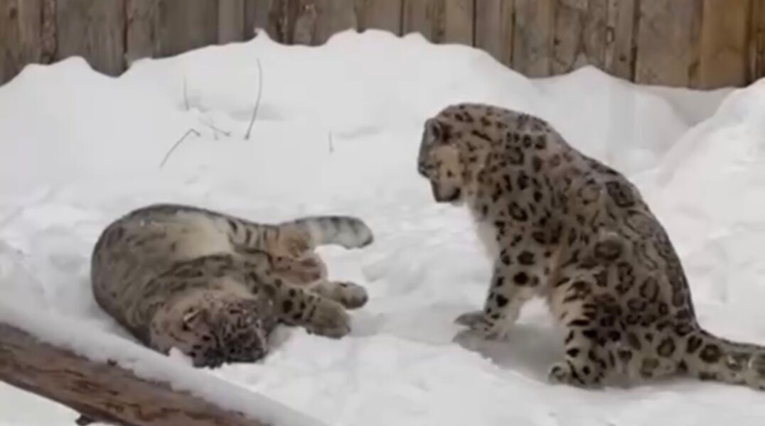 Снежные барсы Аксу и Снежек переехали в новый вольер