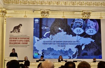 Пермский зоопарк поделился опытом увеличения популяции снежных барсов в неволе с 12 странами мира