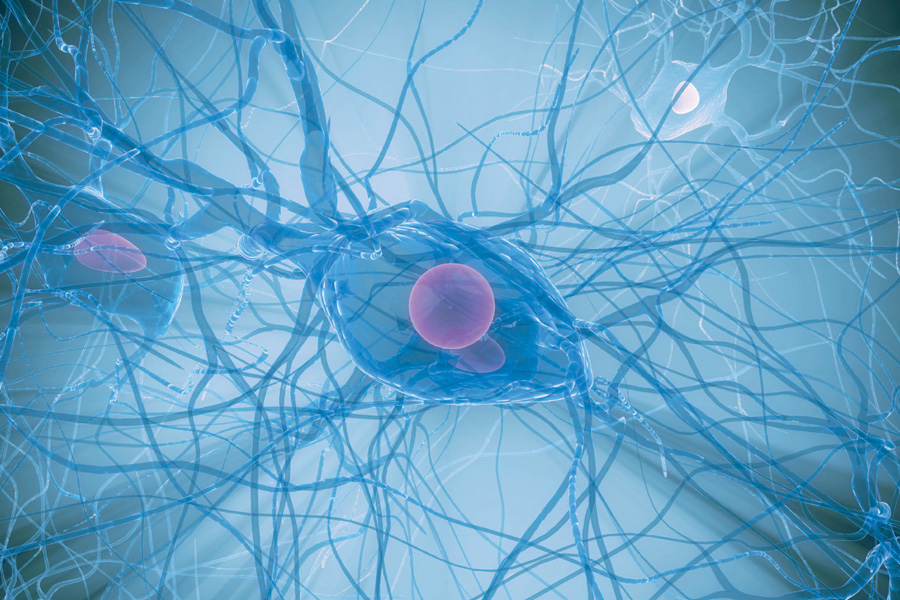 Ученые доказали, что нервные клетки восстанавливаются — В курсе.ру