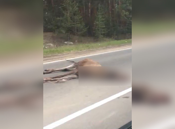 Сбил лося на дороге штраф. Сбитый Лось на трассах. Сбили лося на трассе Екатеринбург Пермь.