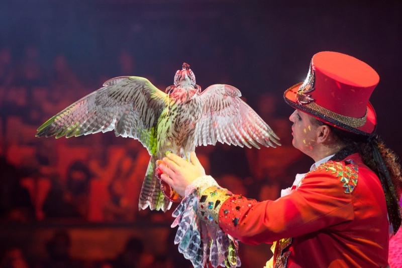 There is a bird at the circus. Цирк Анатолия Сокола шоу воды огня и света. Птицы в цирке. Цирковой попугай.