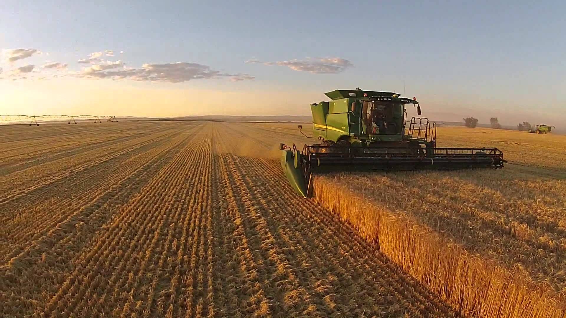 Подумайте почему урожай на полях защищенных. Сбор урожая. Сельское хозяйство урожай. Сбор пшеницы. Сбор урожая пшеницы.