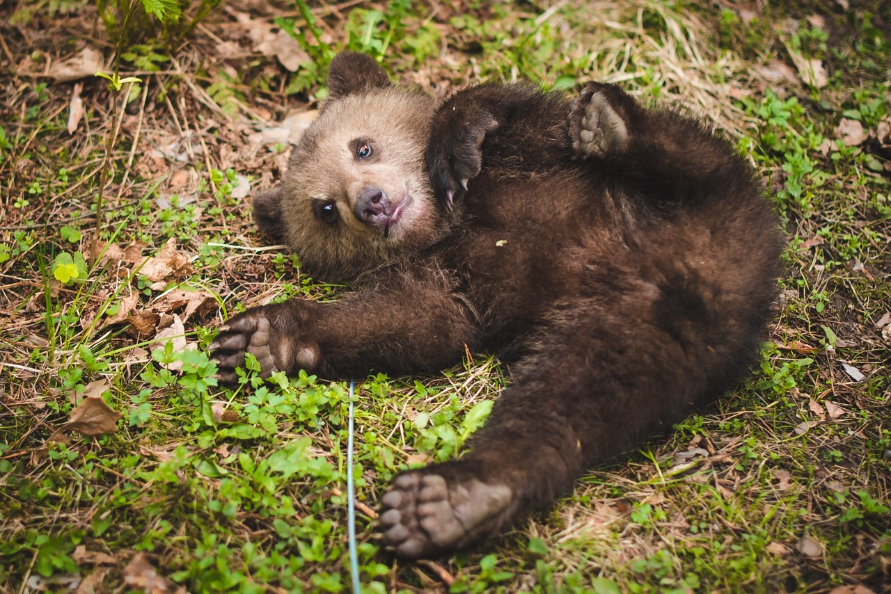 Фото: zooteatr.ru