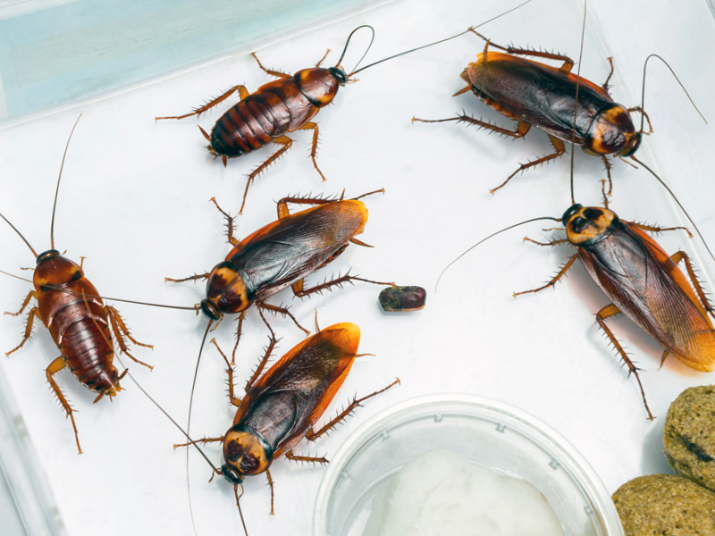 Фото: stop-insect.ru