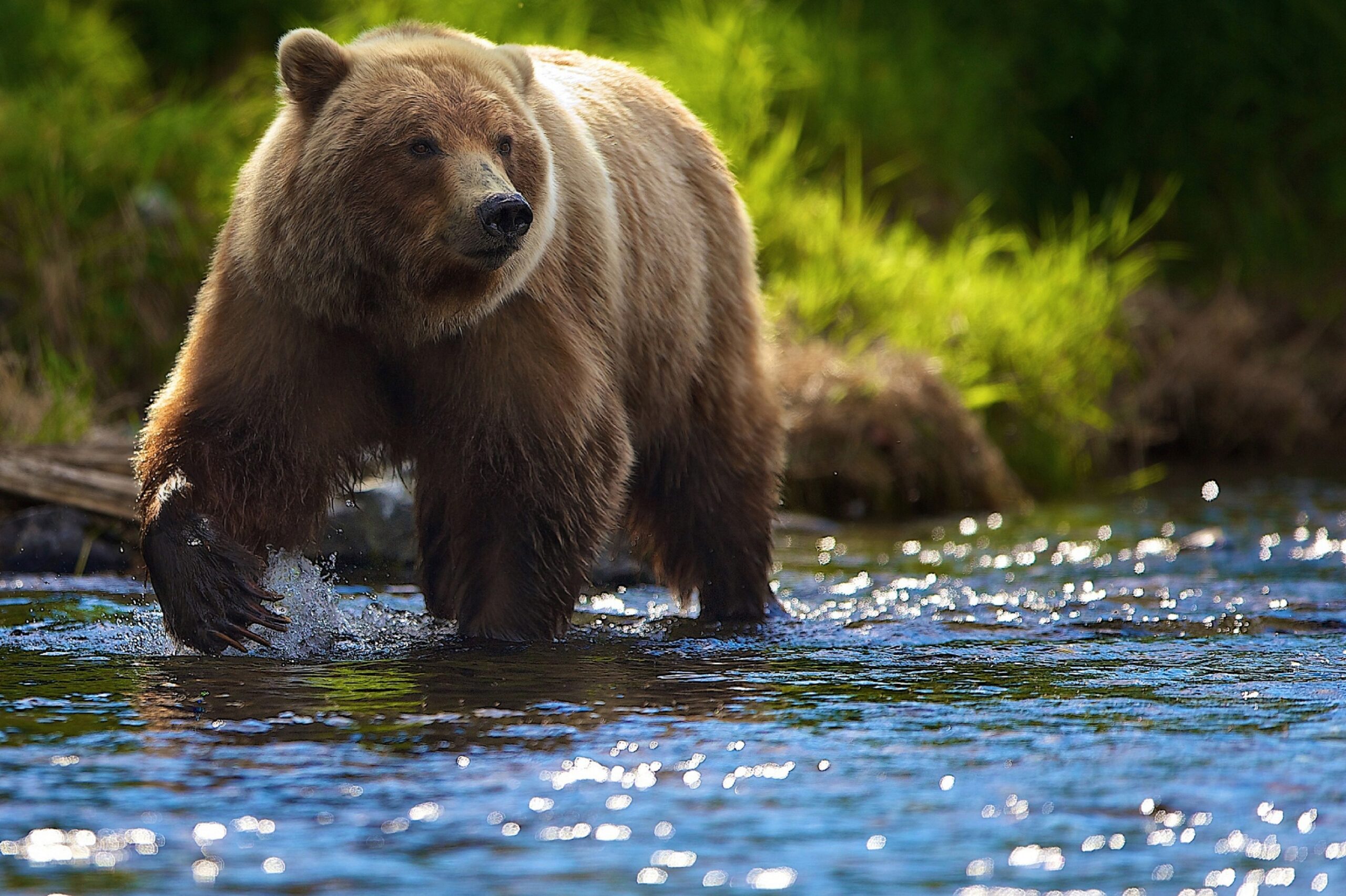 Фото: vsezhivoe.ru
