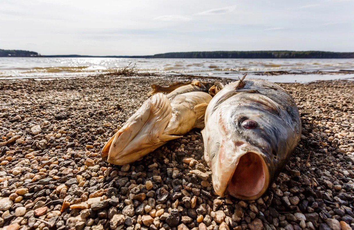Рыбки гибнут. Мертвая рыба на берегу. Рыба выброшенная на берег.