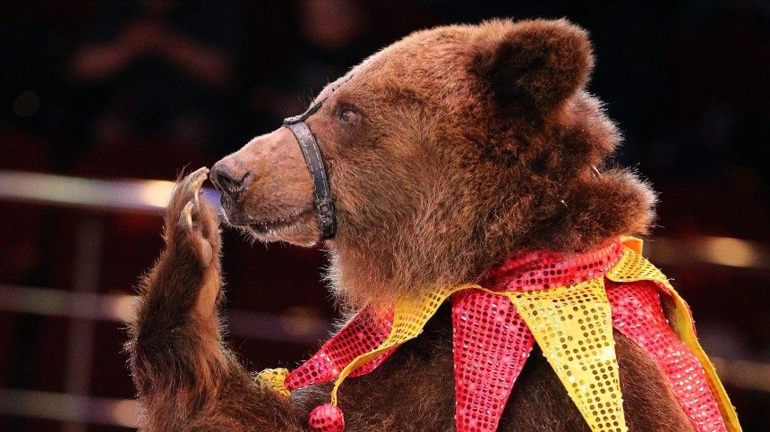 Фото: 5-tv.ru