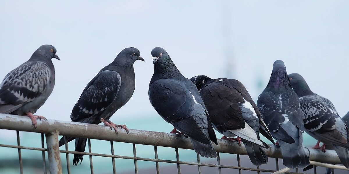 Фото: mr-pigeon.com