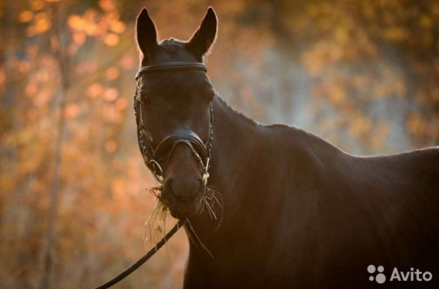Фото: Авито