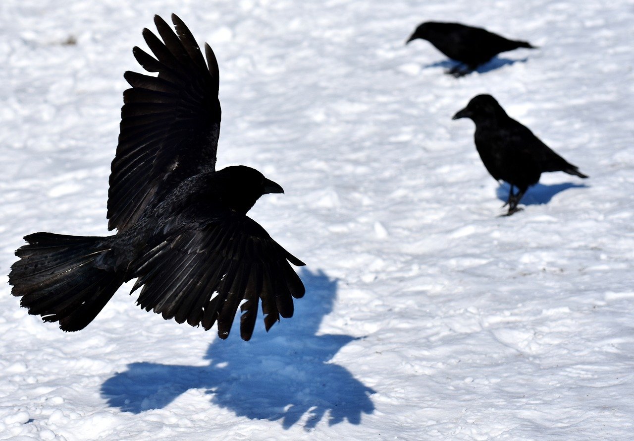 Фото: pixabay.com