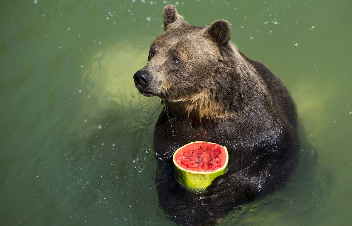 Фото: AP Photo / Andrew Medichini