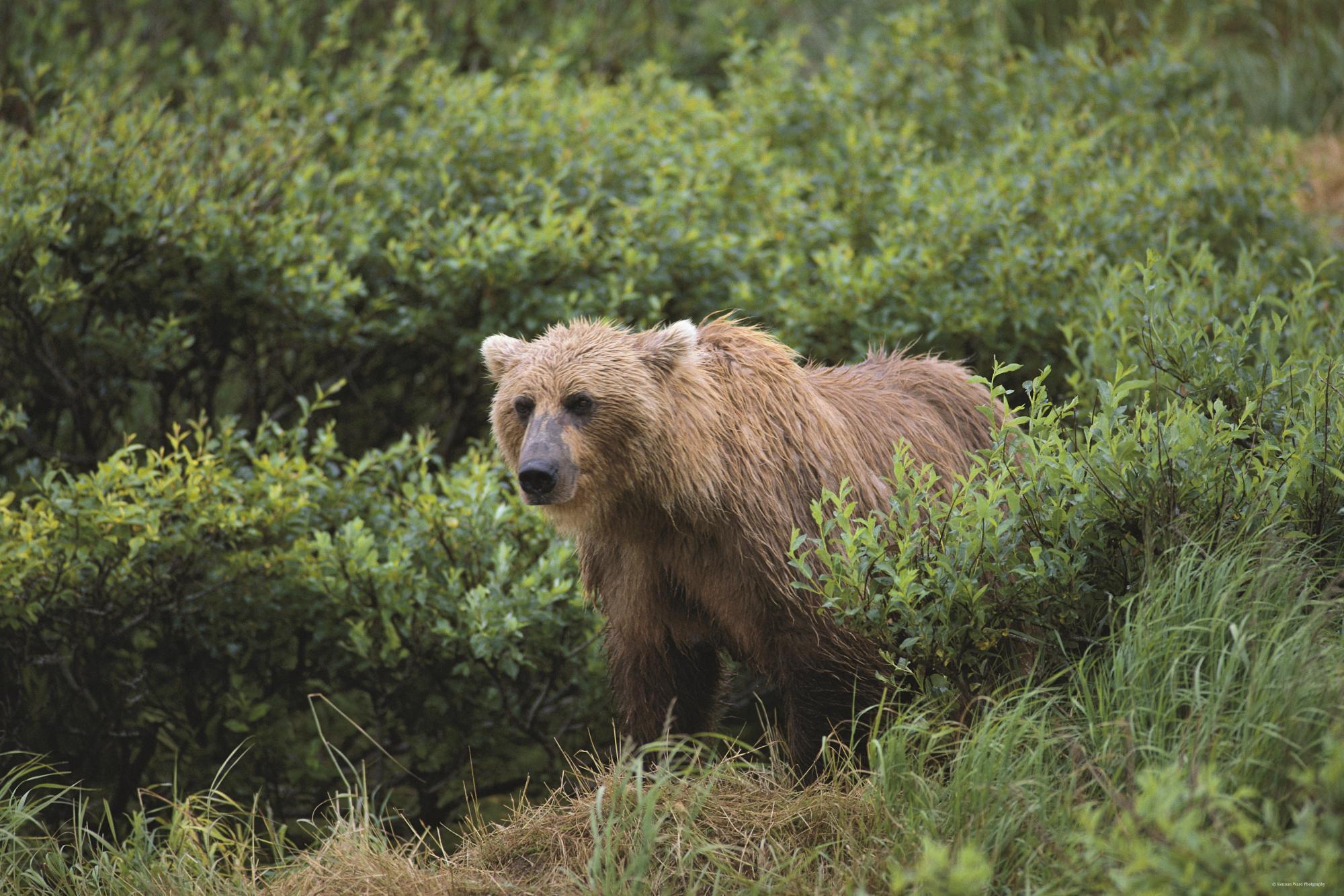Медведь живет в степи