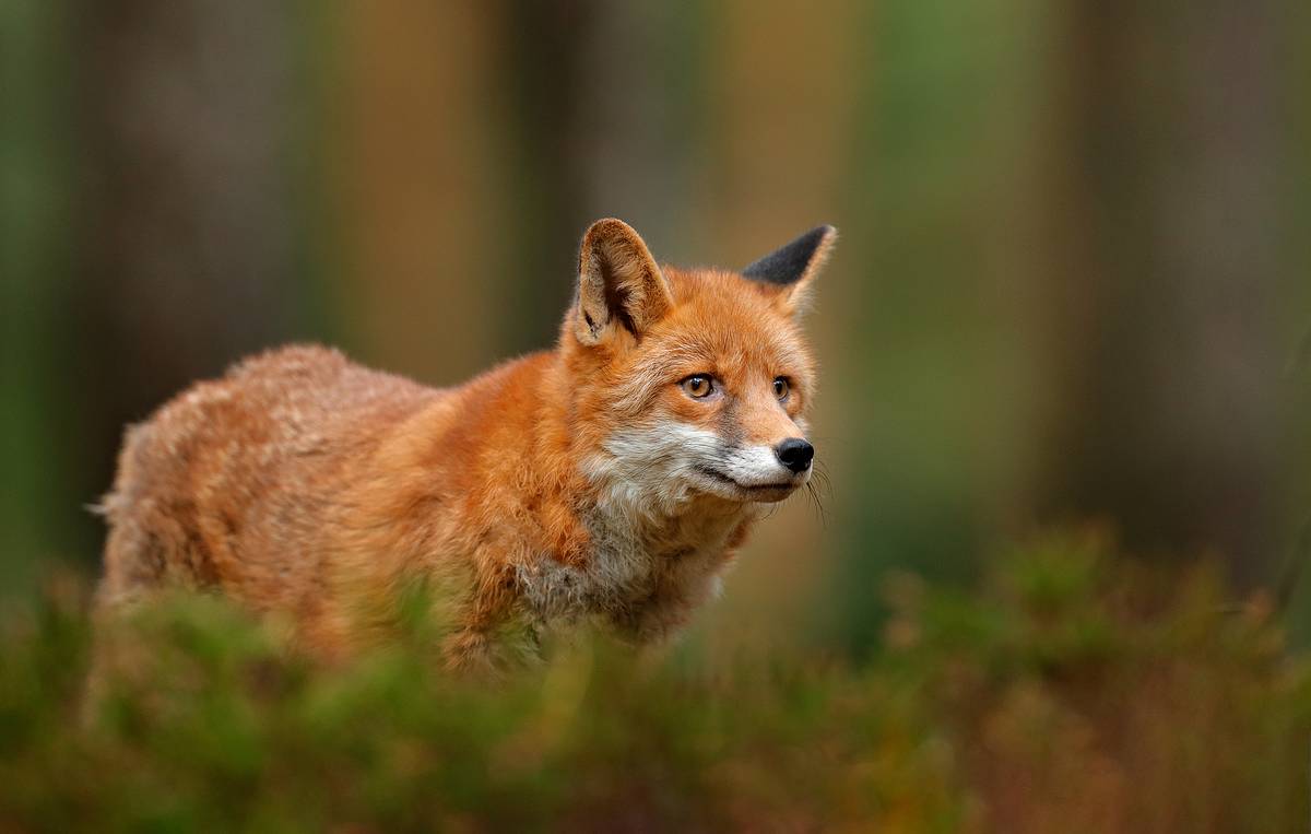 Фото: Ondrej Prosicky / Shutterstock / FOTODOM