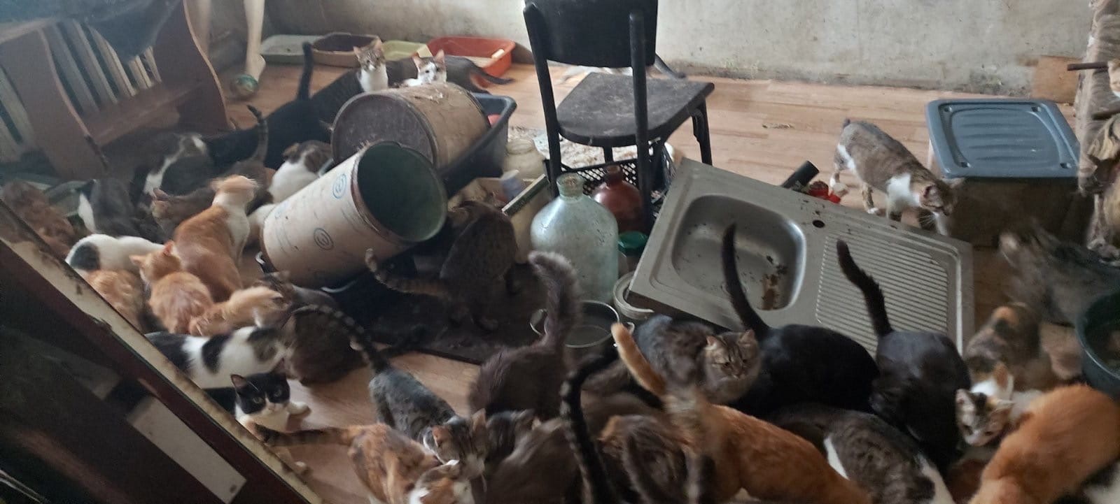 Фото: приют «Счастливый хвост»
