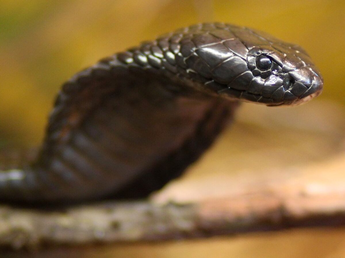 Фото: CC BY 2.0 / Michael Ransburg / Egyptian Cobra