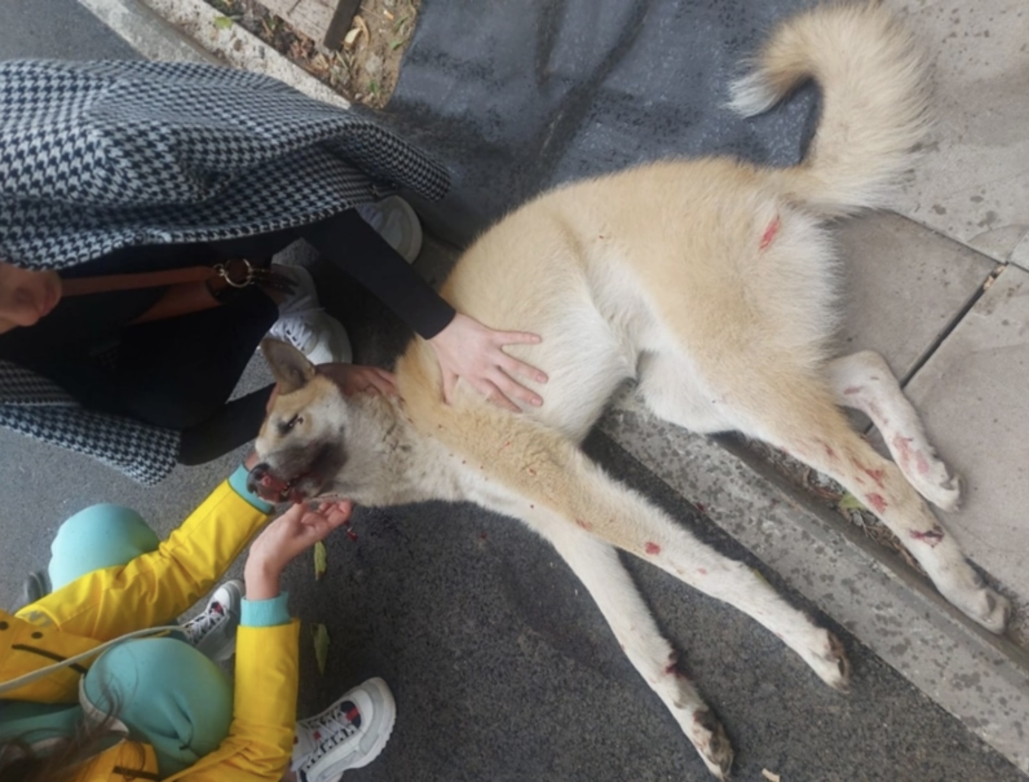 Фото: городская станция скорой помощи для бездомных животных