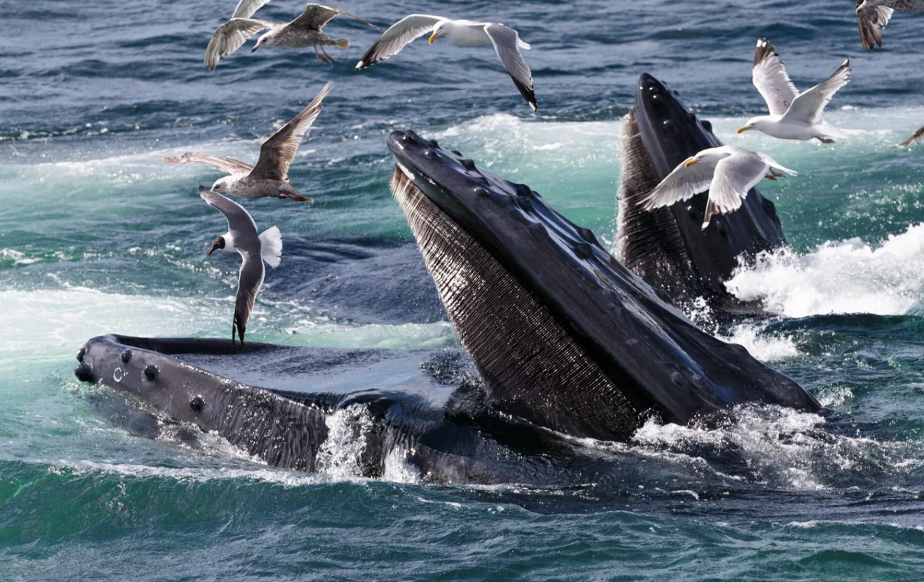 Фото: AP Photo / J. Scott Applewhite