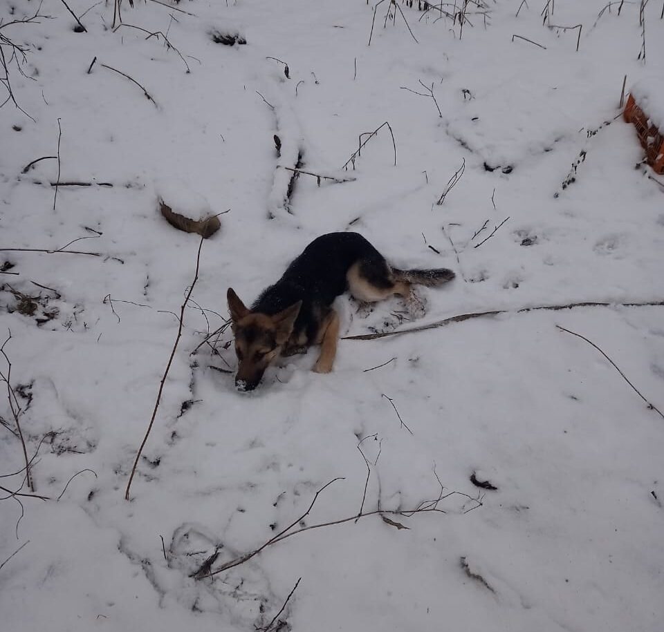 В Прикамье спасли щенка, которого повесили на дереве | 05.12.2022 | Пермь -  БезФормата