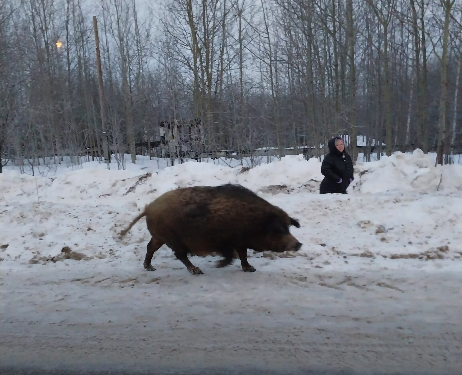 В Пермском крае вдоль дороги шел упитанный кабан | 08.02.2023 | Пермь -  БезФормата