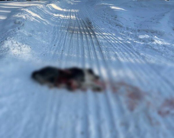Фото: «ВКонтакте» / Орел-городок (Усольский район, Пермский край)