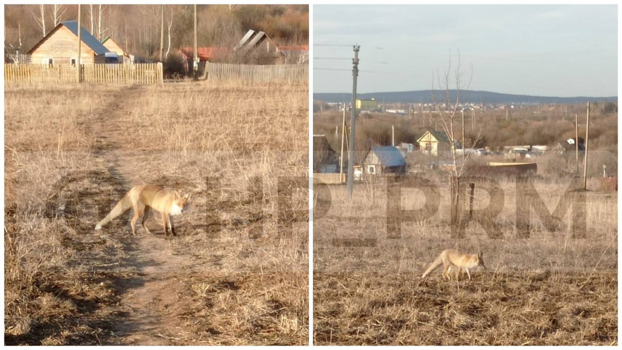 Подслушано Лобаново