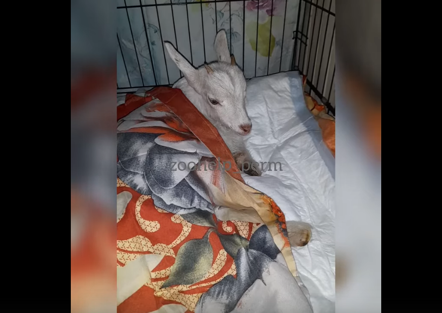 Фото: ССП Zoohelp Антидогхантер Пермь