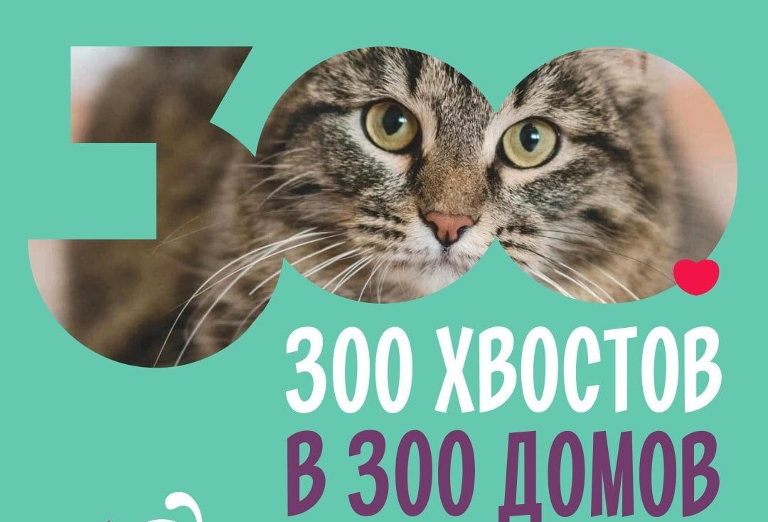 Пермские приюты хотят найти дом для 300 животных до конца юбилейного года |  21.06.2023 | Пермь - БезФормата