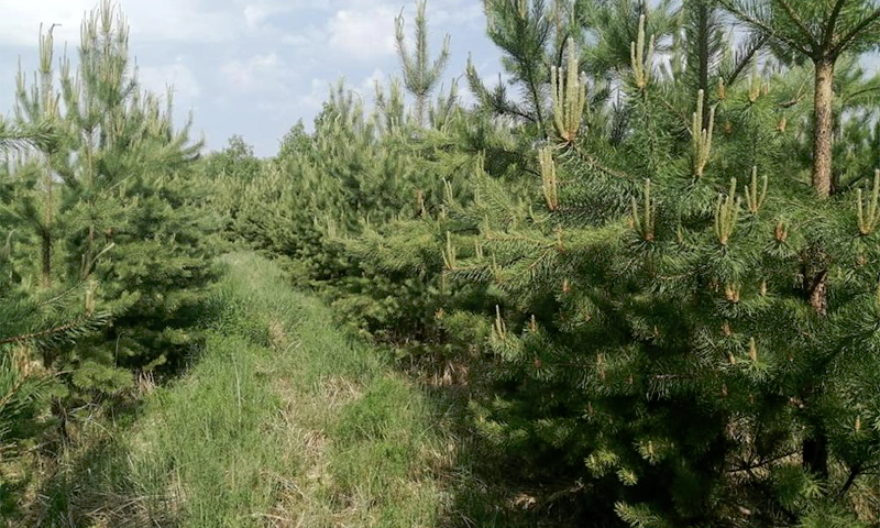 Фото: Российский центр защиты леса