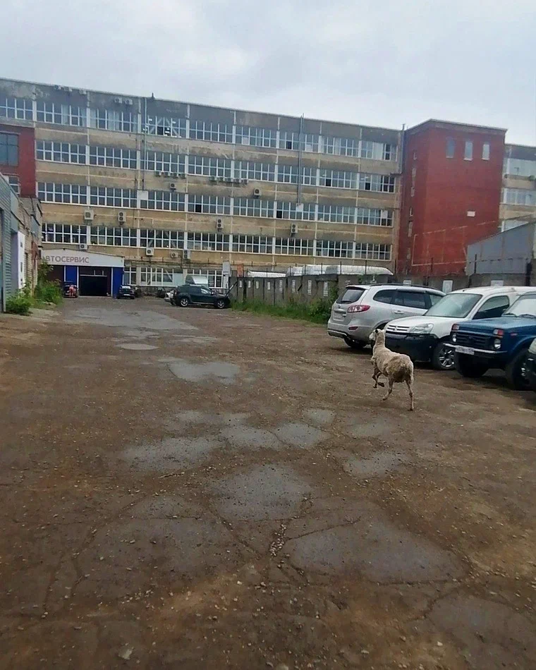 Фото: «ВКонтакте» / Плохие новости Пермь