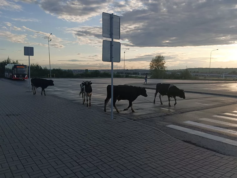 Фото: URA.RU / Сергей Горланов