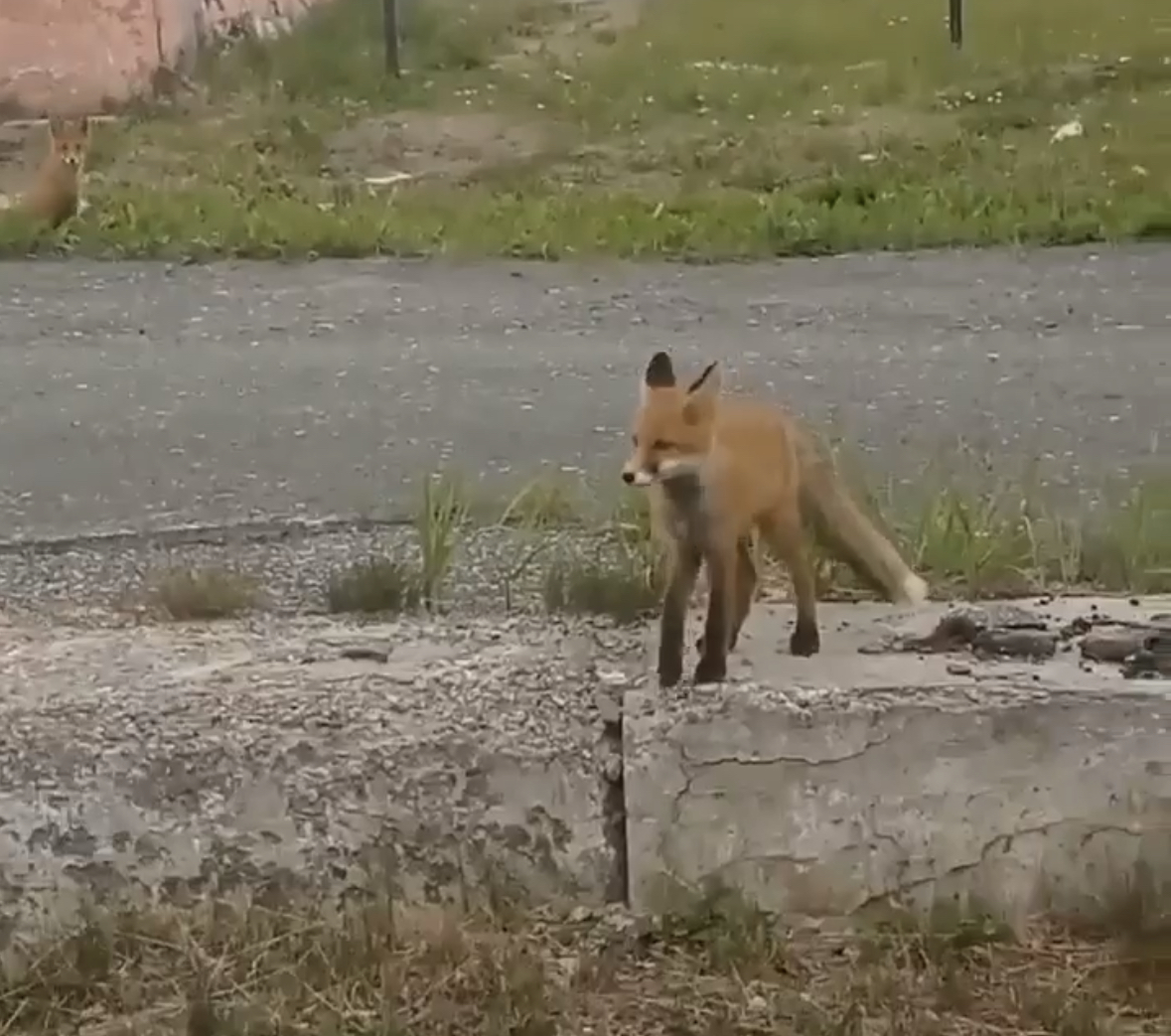 Фото: Telegram / @permjtop