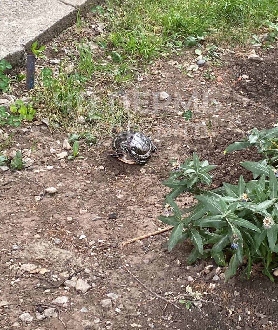 Фото: Telegram / @chp_prm