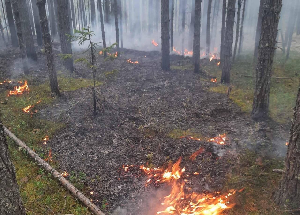 Из-за аномальной жары в лесах Прикамья вводится особый противопожарный  режим | 04.07.2024 | Пермь - БезФормата